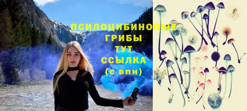 Псилоцибиновые грибы Psilocybe  Кириллов 